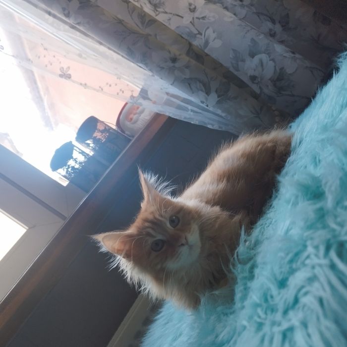 Kocurek Maine Coon
