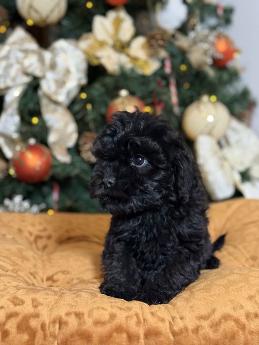 Cavapoo czarny piesek