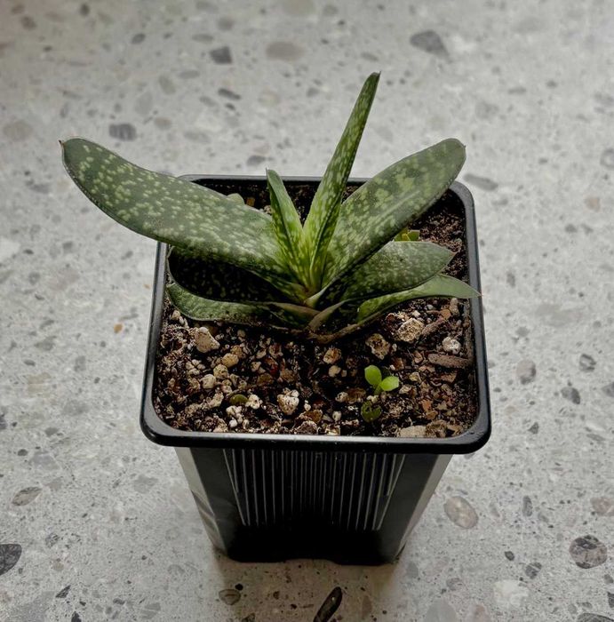 Sukulent Kwiat doniczkowy Gasteria Carinata