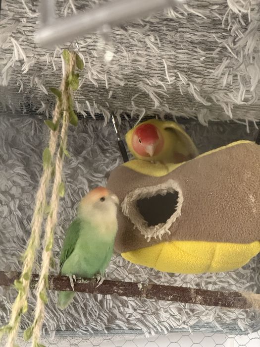 Vendo casal de Agapornis