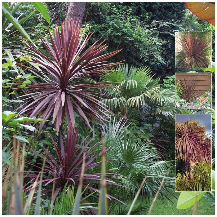 Tamarilho e Cordyline australis