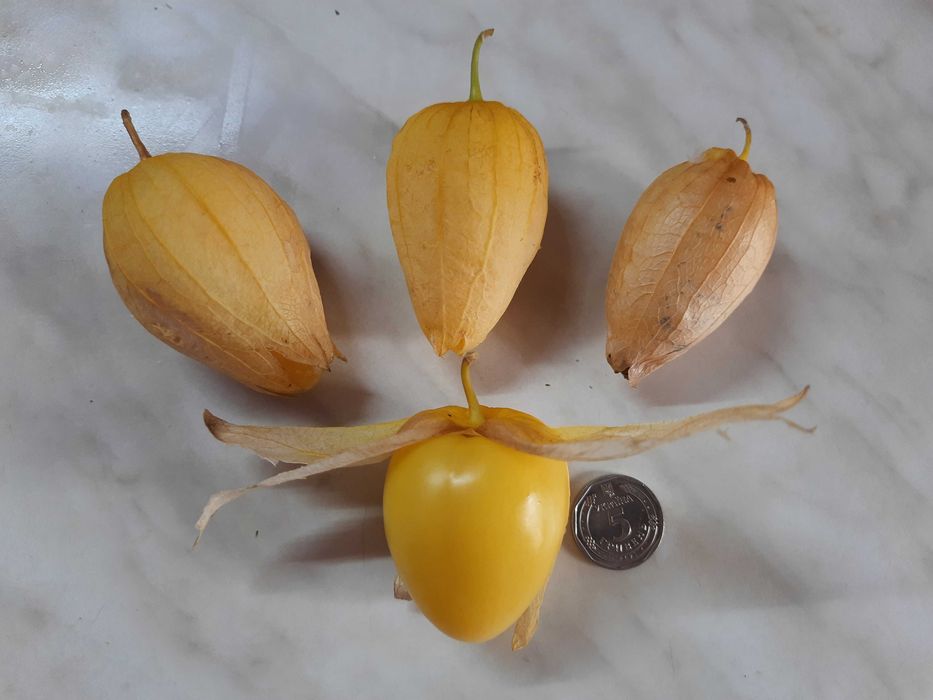 Насіння фізаліса овочевого крупноплідного.