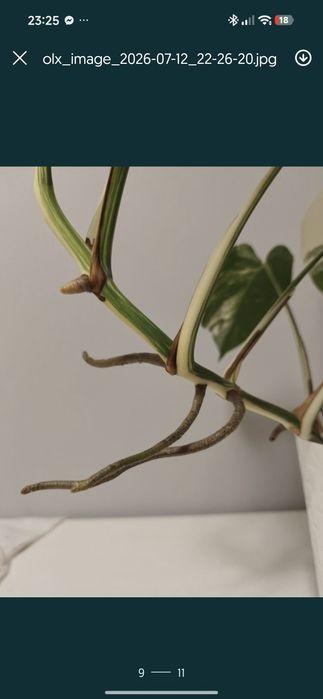 Monstera variegata szczyt