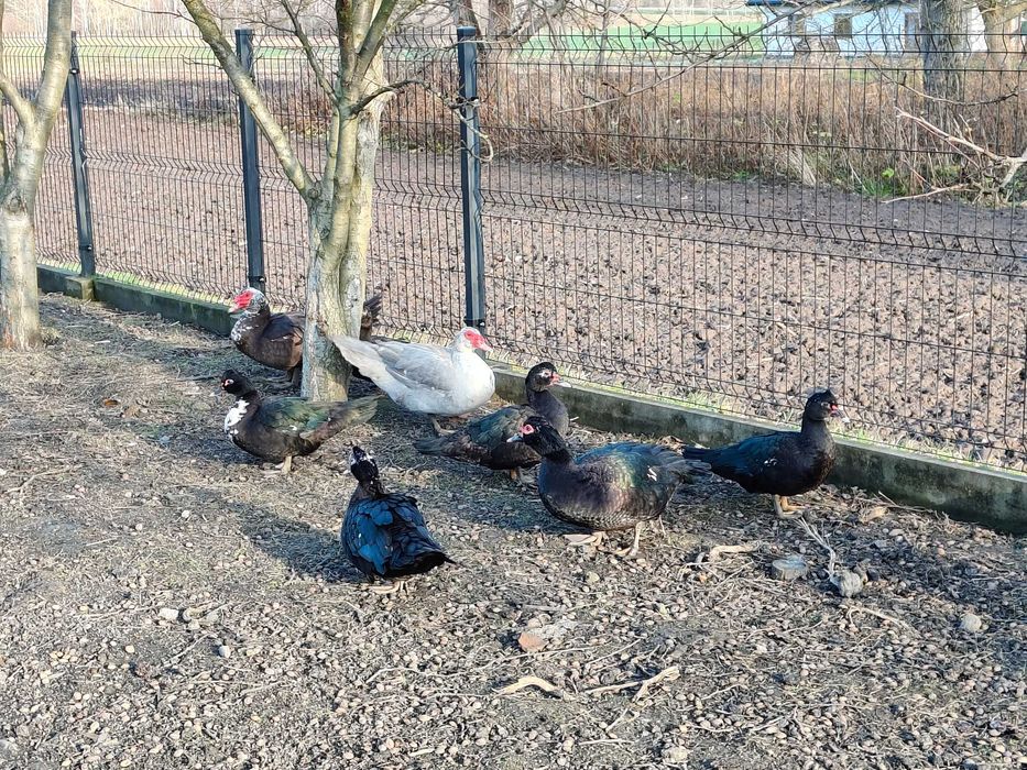 sprzedam  kaczki  francuskie