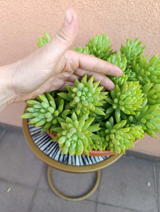 Rozchodnik Morgana - Sedum morganianum