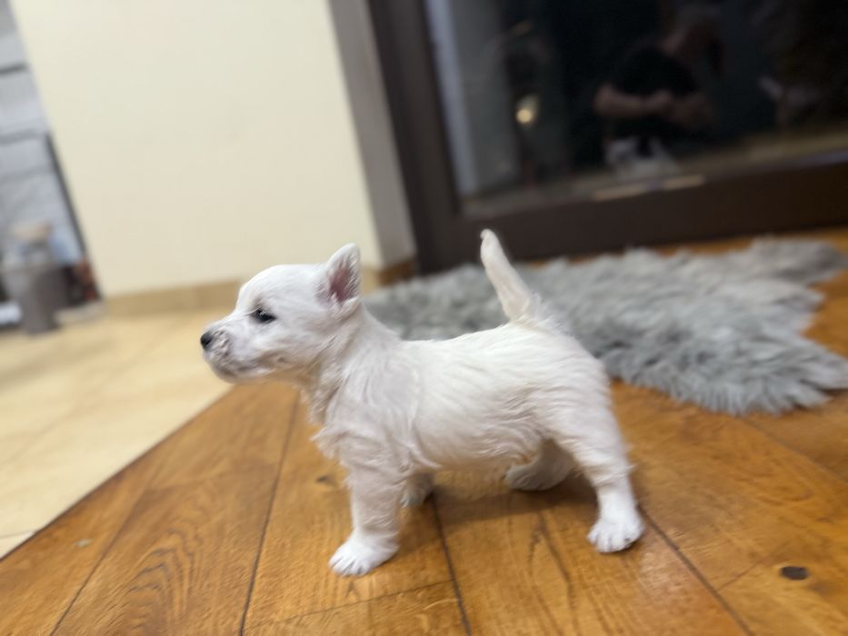 Szczeniak West Highland White Terrier ZKwP FCI po ojcu multichampion