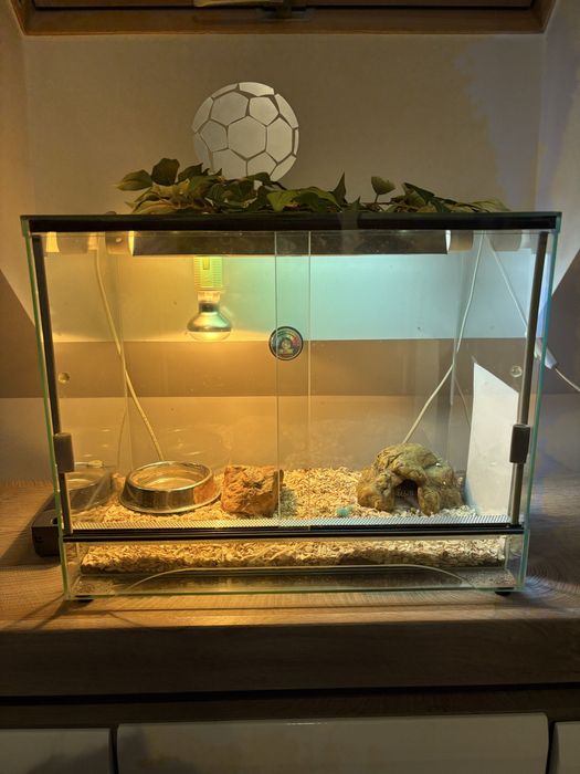 Gekon lamparci wraz z terrarium komplet akwarium