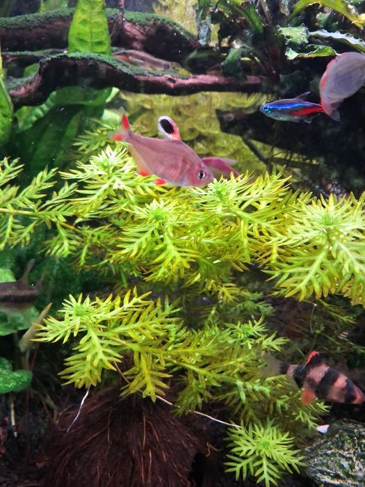 Roślinki do akwarium