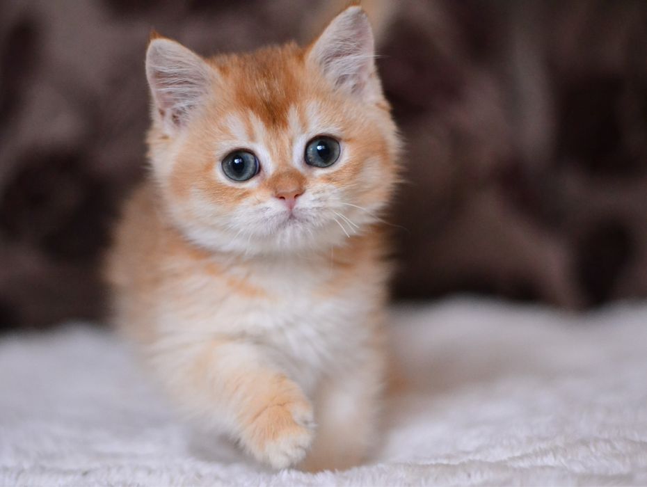 Золоті шиншили хлопчики та дівчатка