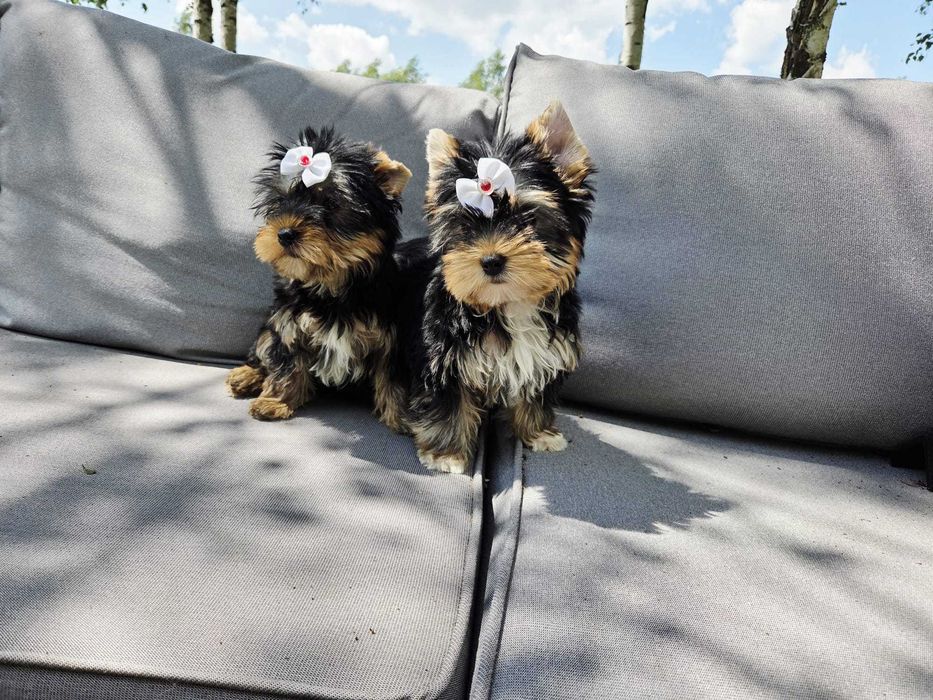 York yorki Yorkshire Terrier