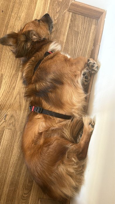 Cãozinho para adoção