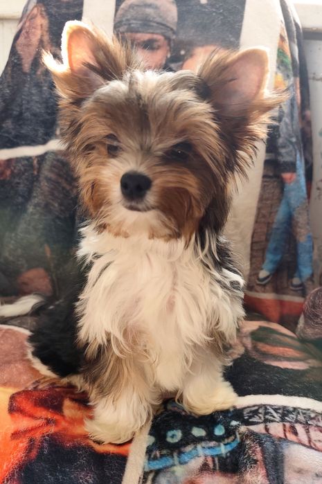 Хлопчик Бівер Йорк гарнесенький.