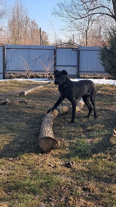Продаєця собака кане корсо,вік 4 місяця,вага 15 кг