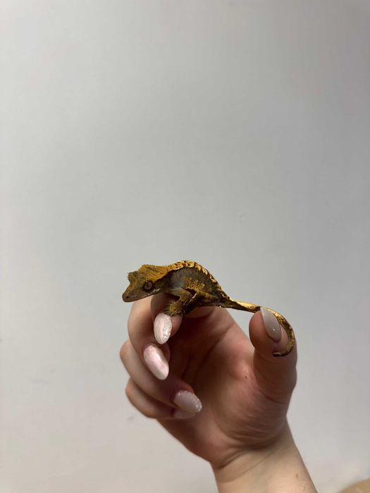 gekon orzęsiony GRUBY KOCUR sklep zoologiczny Galeria Trend