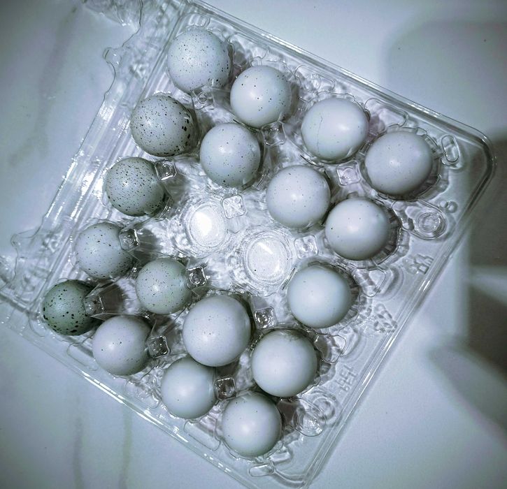Jaja przepiórcze spożywcze świeże