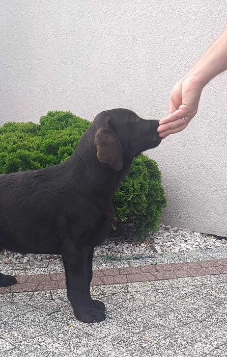 Labrador Retriever - czekoladowa suczka ZKwP/FCI
