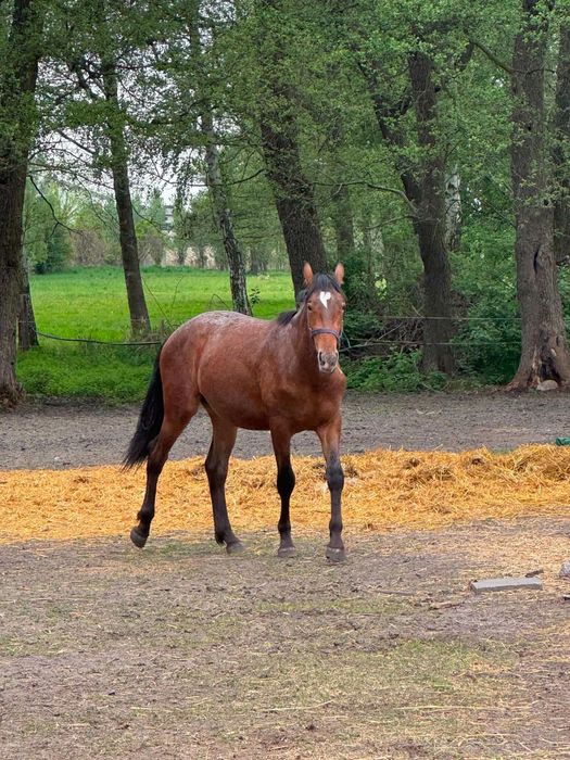 Sprzedam Klacz Tarantowatą