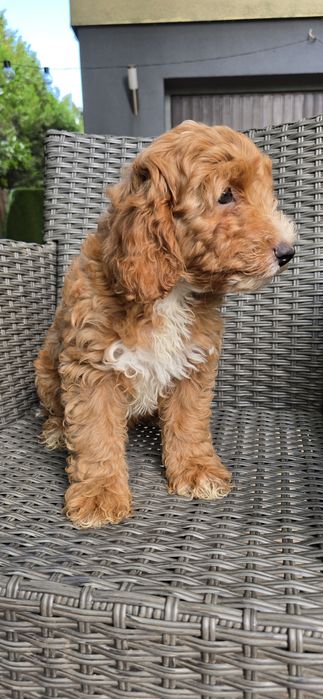 Cockapoo / chłopczyk