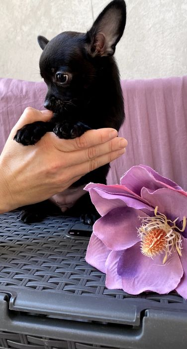 Чіхуа хлопчики й дівчатка