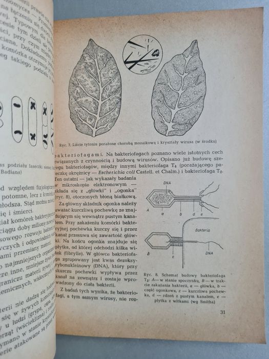 Systematyka roślin leczniczych - Książka