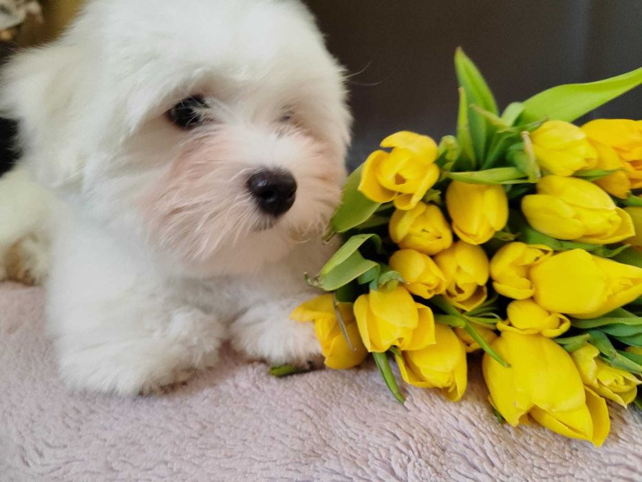 Coton de Tulear, wełniana księżniczka z wyjątkowym charakterem