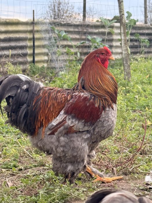 Casais Brahma Perdiz Azul