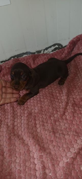 Teckel miniatura macho chocolate