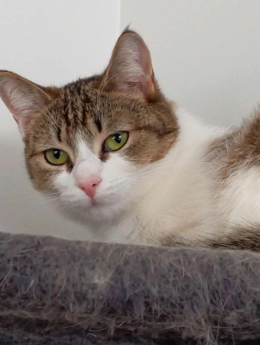 Piękna kotka Prosecco