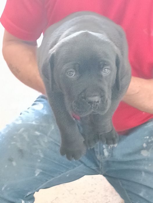 Bebê cane corso x labrador