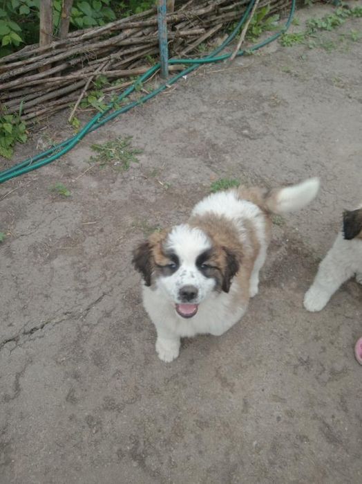 Продам щенков Московской