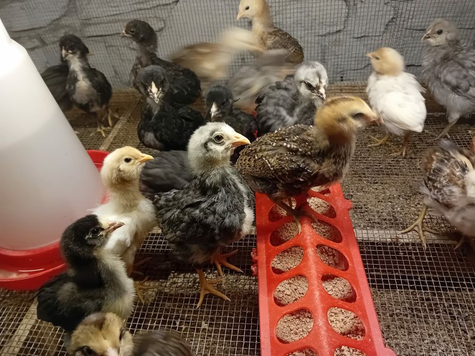 Kura kury aracuany naturalne ekologiczne pisklaki araucany kury arauca