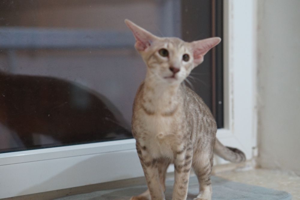 Koteczka orientalna krótkowłosa do rezerwacji prawdziwy rodowód WCF