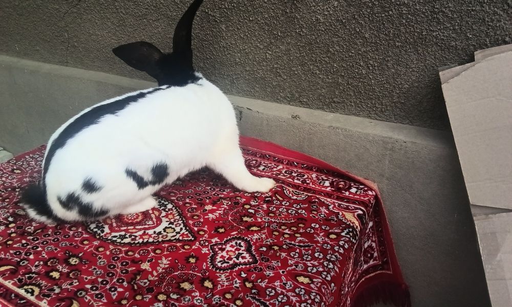 Робочий самець породи Строкач чорно рябий,вік 1 рік