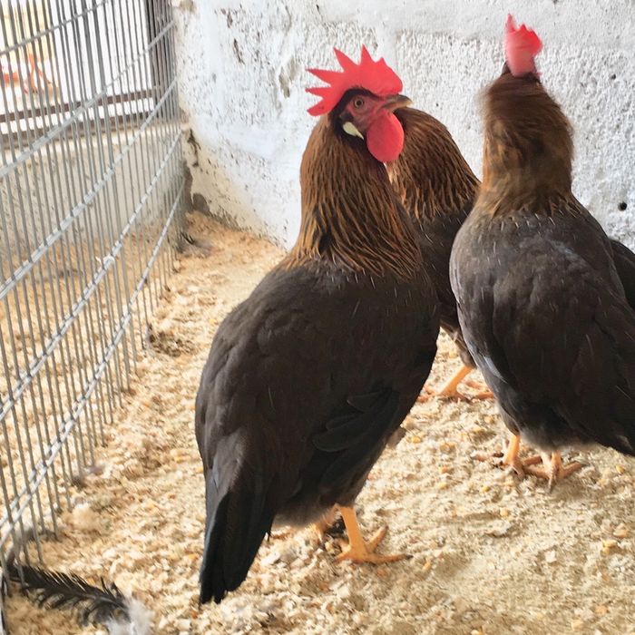 Galinhas de várias raças.