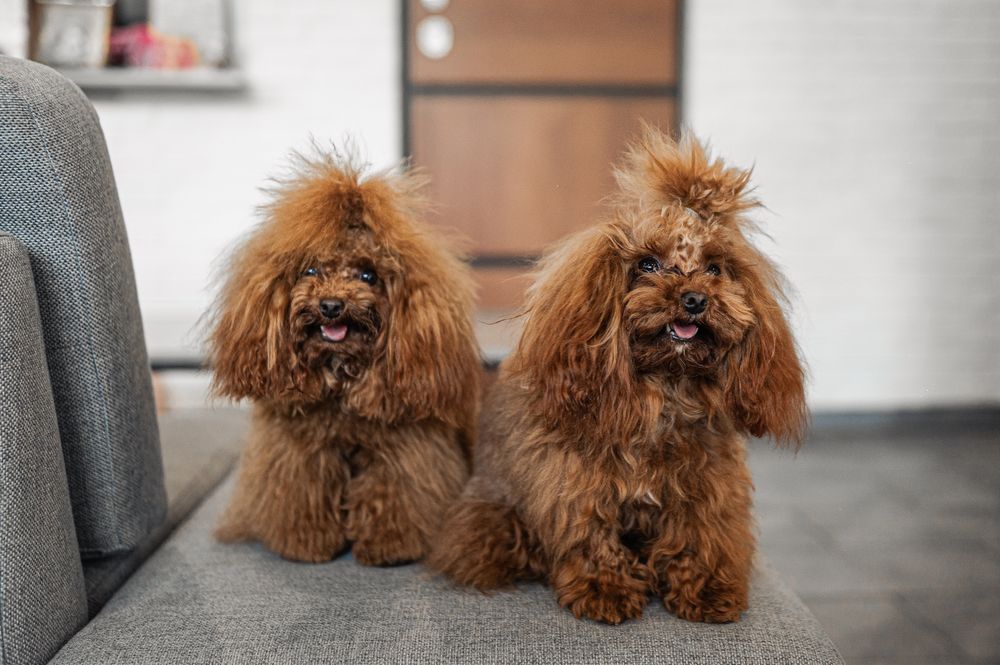 Mini Мальтипу с чипом