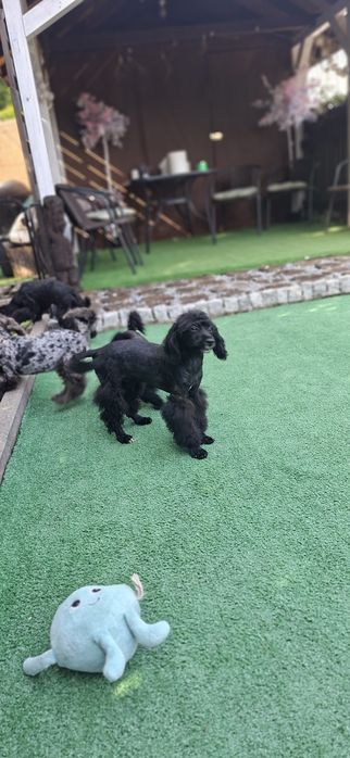 Pudel miniaturowy z metryką