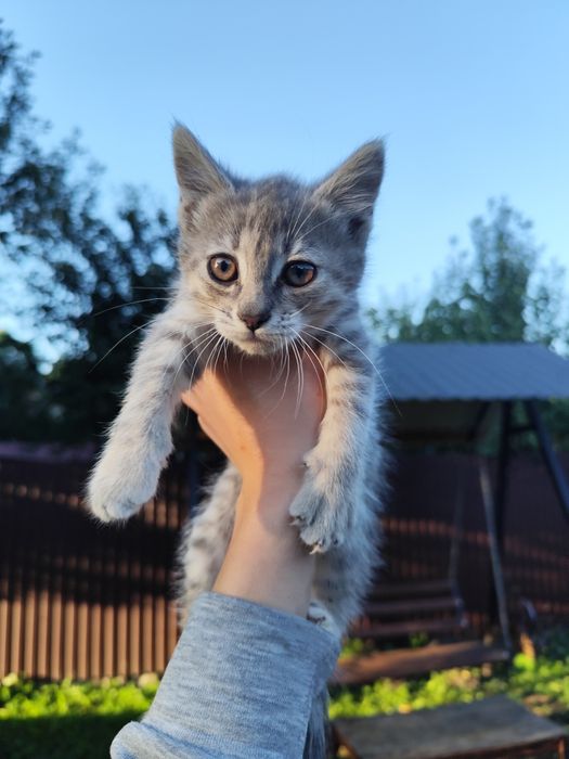 Кошенята в ДОБРІ РУКИ!