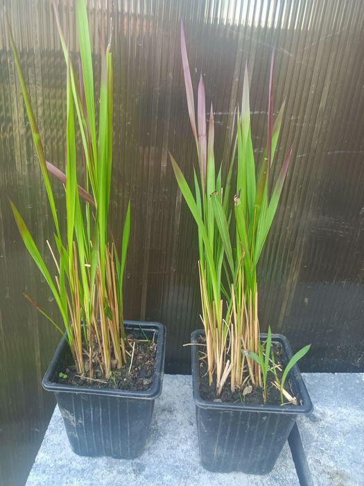 Trawa Red Baron imperata cylindryczna