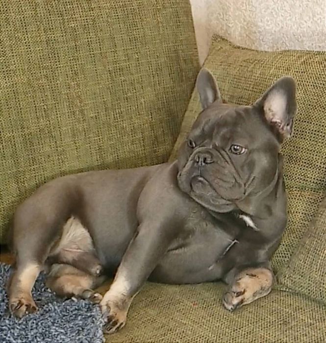 Французький бульдог .В'язка. Парубок Blue tan.