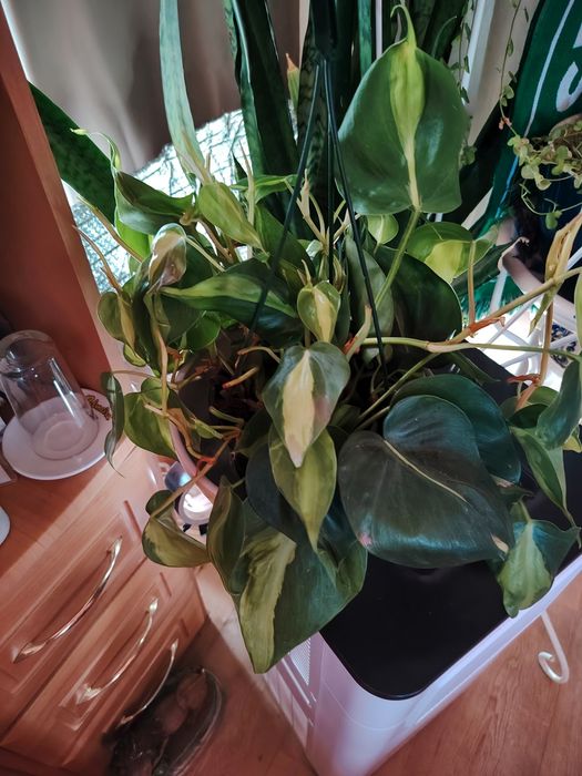 Plantas ornamentais