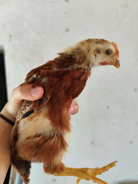 frangos pequenos