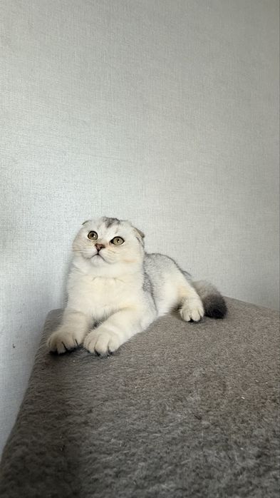 Реальному покупателю хорошая скидка!!!Золотая шиншила,серебристая шиншила. Чернигов  Шотландские котята