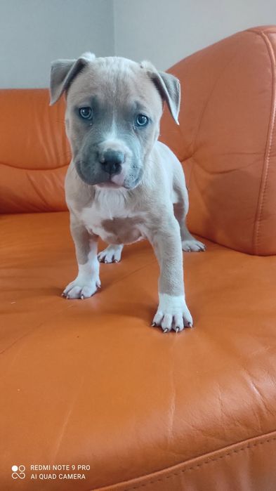 Amstaff rezerwacja