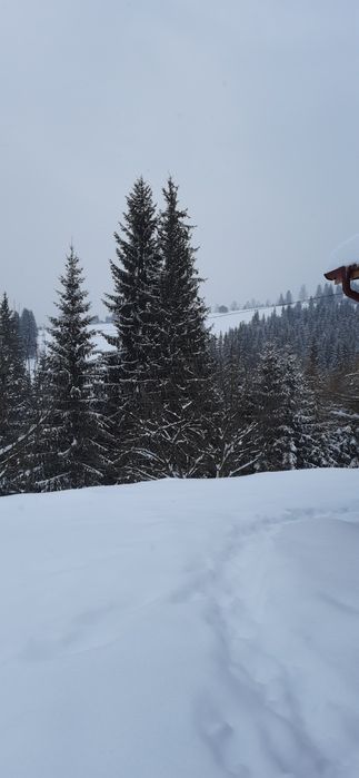 Відпочинок в Карпатах котедж