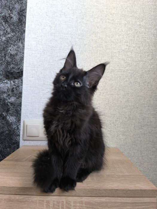 Мейн кун киця чистокровна