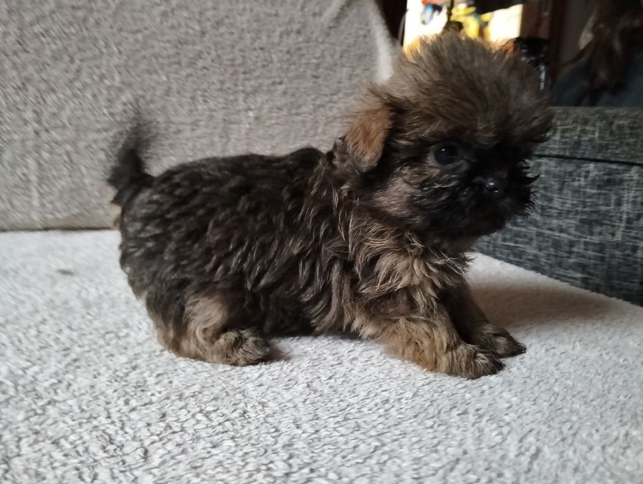 Shih-tzu gotowy do odbioru
