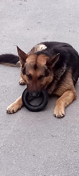 Продам кольцо  PULLER MIDI для тренировки собак