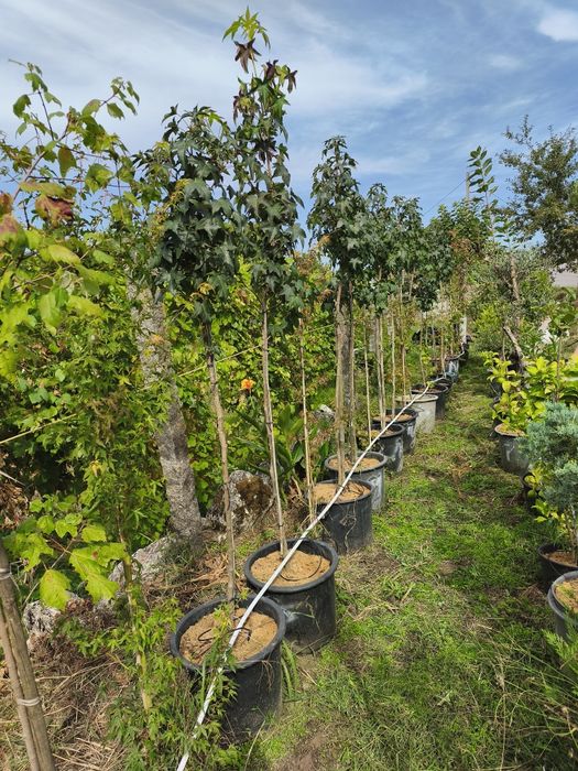 Liquidambar Styraciflua