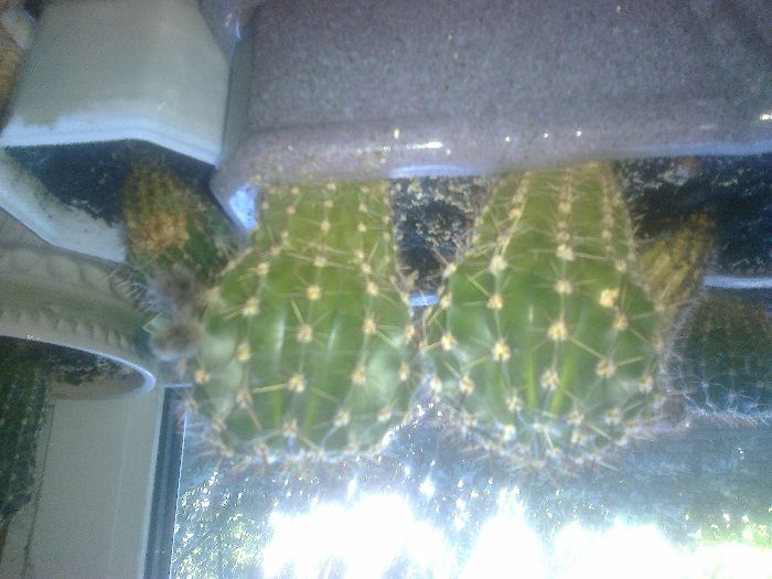 Кактусы новых горшках