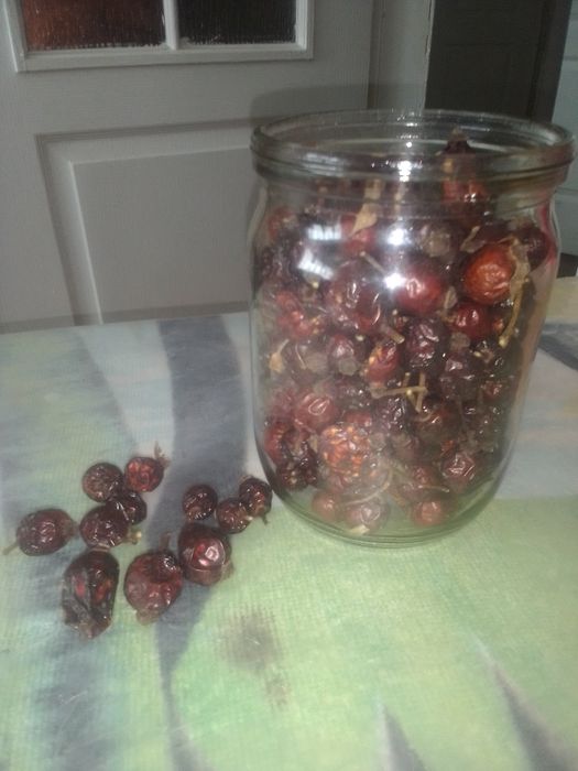 Продам шиповник этого года